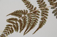 倉田氏蹄蓋蕨藏品圖，第7張