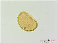 倉田氏蹄蓋蕨藏品圖，第2張