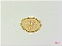 倉田氏蹄蓋蕨藏品圖，第4張