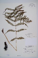 對生蹄蓋蕨藏品圖，第1張