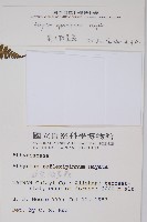 對生蹄蓋蕨藏品圖，第2張