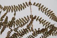 對生蹄蓋蕨藏品圖，第3張