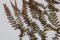 對生蹄蓋蕨藏品圖，第4張