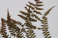 對生蹄蓋蕨藏品圖，第5張