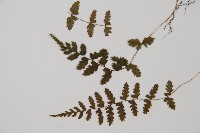 逆葉蹄蓋蕨、逆羽蹄蓋蕨藏品圖，第4張