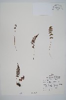 逆葉蹄蓋蕨、逆羽蹄蓋蕨藏品圖，第1張