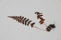 逆葉蹄蓋蕨、逆羽蹄蓋蕨藏品圖，第5張