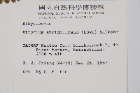 生芽蹄蓋蕨藏品圖，第2張