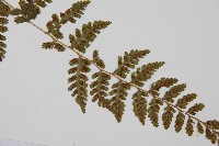 生芽蹄蓋蕨藏品圖，第3張