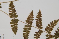 生芽蹄蓋蕨藏品圖，第4張