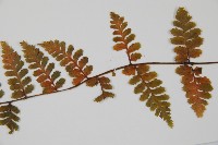 生芽蹄蓋蕨藏品圖，第5張