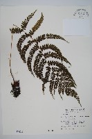 姬蹄蓋蕨藏品圖，第1張