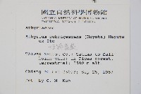 姬蹄蓋蕨藏品圖，第2張