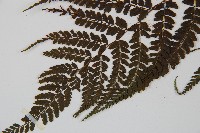 姬蹄蓋蕨藏品圖，第3張