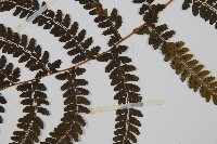 姬蹄蓋蕨藏品圖，第4張