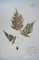 姬蹄蓋蕨藏品圖，第1張