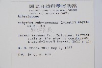 姬蹄蓋蕨藏品圖，第2張