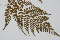 姬蹄蓋蕨藏品圖，第3張