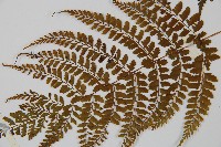 姬蹄蓋蕨藏品圖，第4張