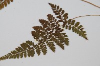 姬蹄蓋蕨藏品圖，第5張