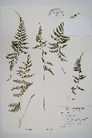 蓬萊蹄蓋蕨藏品圖，第1張