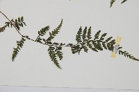 蓬萊蹄蓋蕨藏品圖，第3張