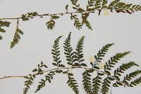 蓬萊蹄蓋蕨藏品圖，第4張