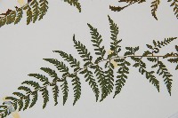 蓬萊蹄蓋蕨藏品圖，第5張