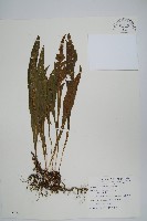 蓬萊蹄蓋蕨藏品圖，第6張