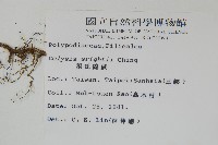 蓬萊蹄蓋蕨藏品圖，第7張