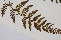 蓬萊蹄蓋蕨藏品圖，第3張