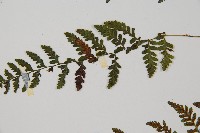 蓬萊蹄蓋蕨藏品圖，第4張