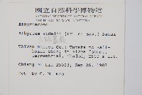 山蹄蓋蕨藏品圖，第2張