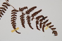 山蹄蓋蕨藏品圖，第4張