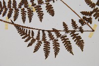 大葉貞蕨藏品圖，第3張