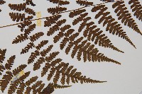 大葉貞蕨藏品圖，第5張