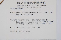 大葉貞蕨藏品圖，第2張