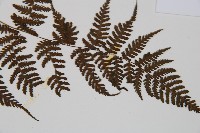 大葉貞蕨藏品圖，第3張