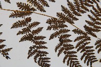 大葉貞蕨藏品圖，第4張