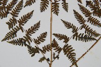 大葉貞蕨藏品圖，第5張