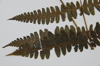 貞蕨藏品圖，第3張