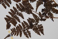 大葉貞蕨藏品圖，第3張