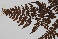 大葉貞蕨藏品圖，第4張