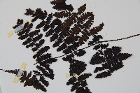 大葉貞蕨藏品圖，第5張