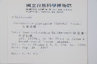 大葉貞蕨藏品圖，第2張