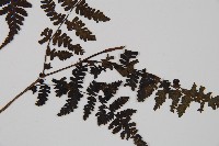 大葉貞蕨藏品圖，第3張