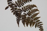 大葉貞蕨藏品圖，第4張