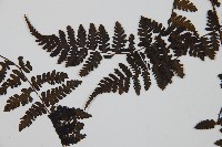 大葉貞蕨藏品圖，第5張