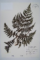 大葉貞蕨藏品圖，第1張