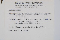 大葉貞蕨藏品圖，第2張